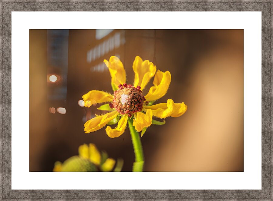 Store Georgia 5L3A0133 Picture Frame print