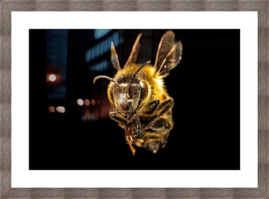 Store Macro 5L3A2752 Picture Frame print