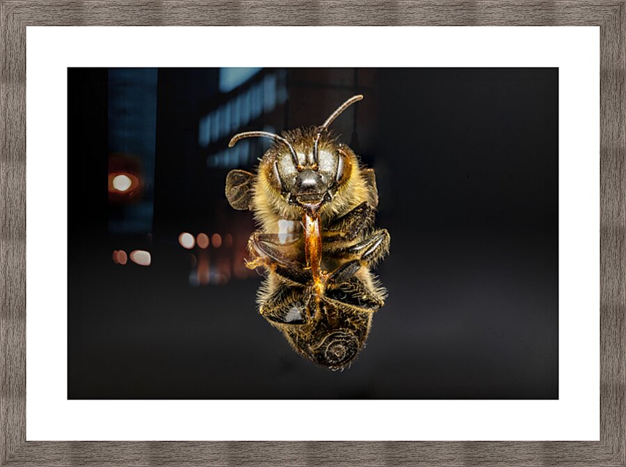 Store Macro 5L3A2811 Impression et Cadre photo