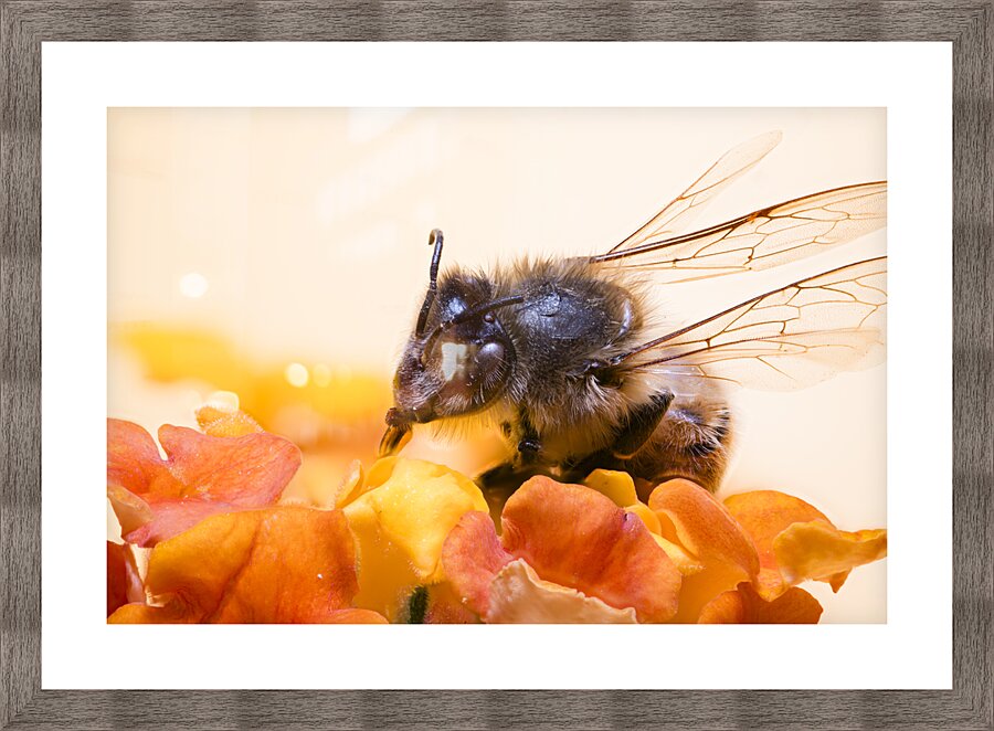 Store Macro 2024 06 16 Picture Frame print