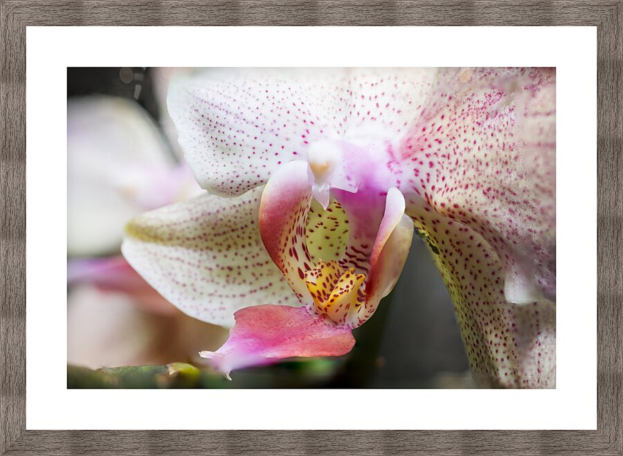 Store Macro 5L3A3626 Picture Frame print