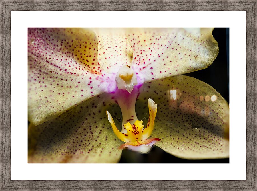 Store Macro 5L3A3617 Picture Frame print