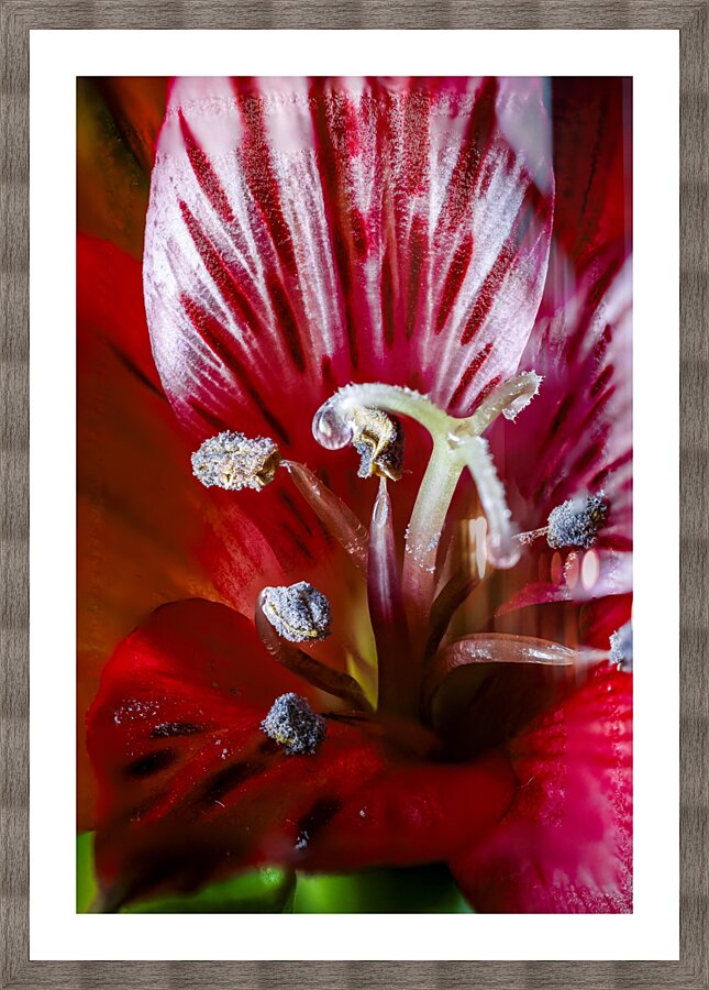 Store Macro 5L3A3662 Picture Frame print