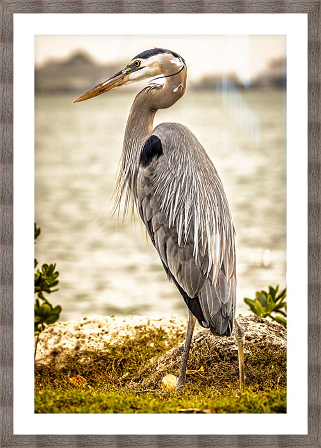 Store Key Biscayne AE2A9016 Impression et Cadre photo