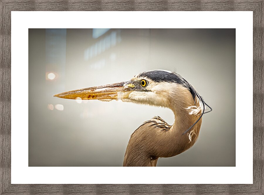 Store Key Biscayne AE2A9025 Picture Frame print