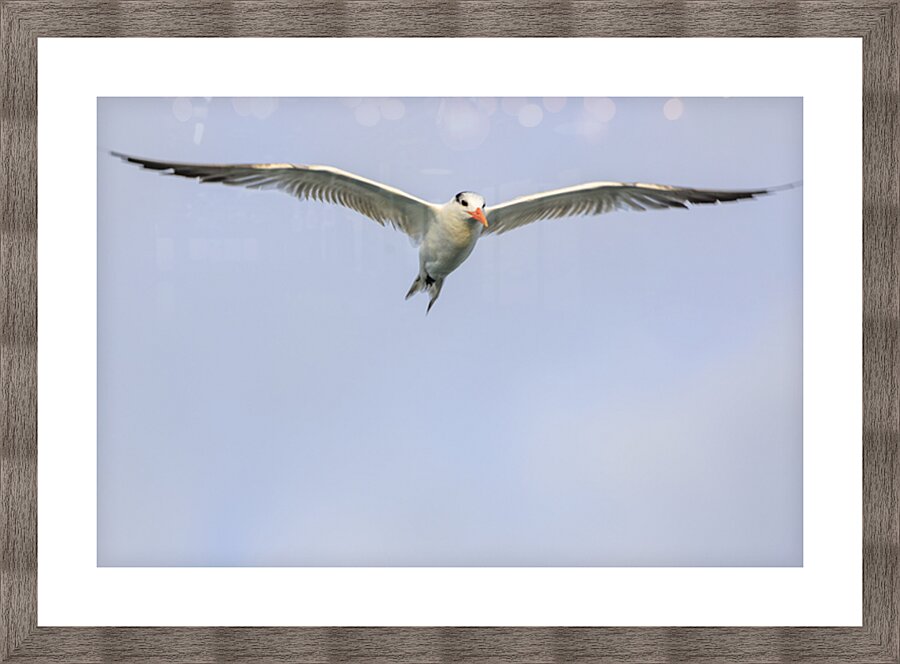 Store Dania Beach AE2A8747 Picture Frame print