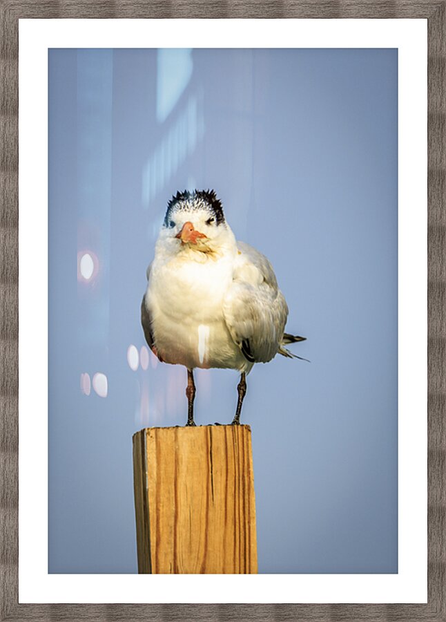 Store Dania Beach AE2A8826 Picture Frame print