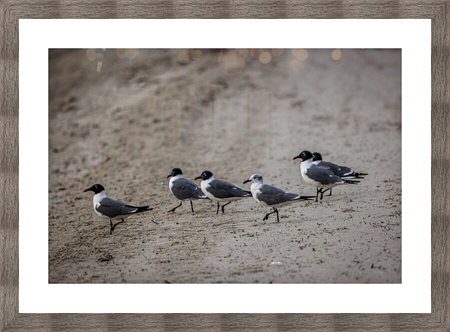 Store Dania Beach AE2A8947 Picture Frame print