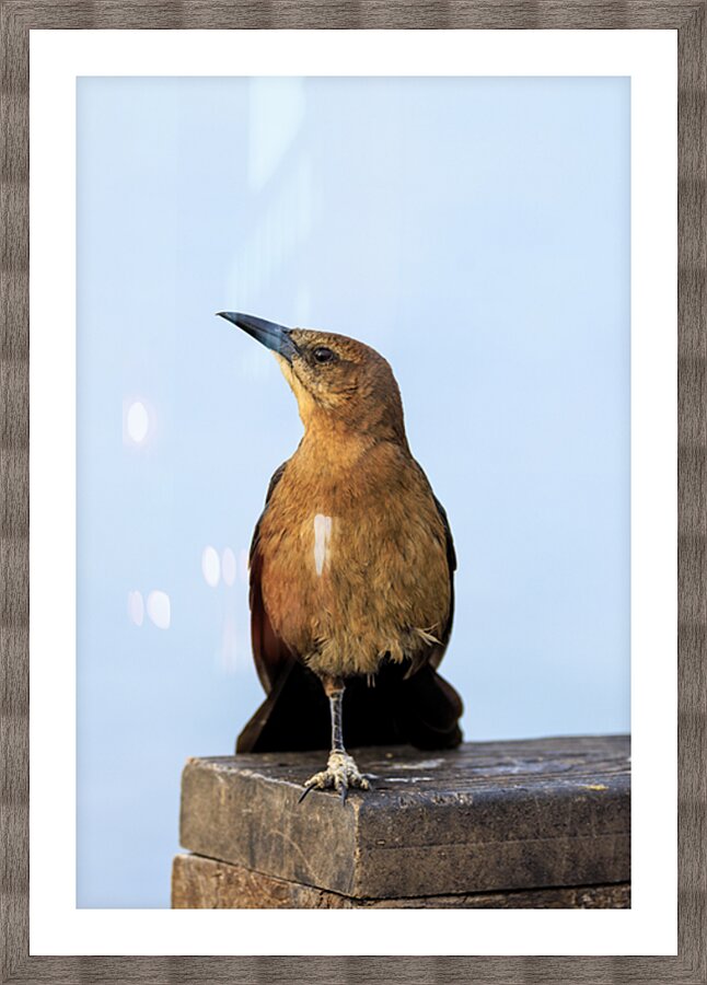 Store Dania Beach AE2A8779 Impression et Cadre photo