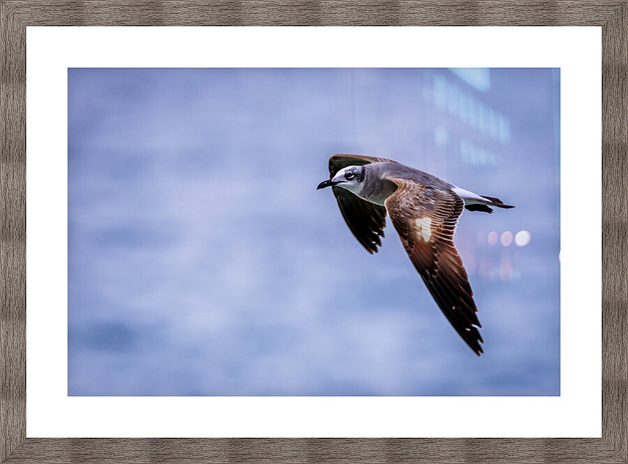 Store Dania Beach AE2A8885 Picture Frame print