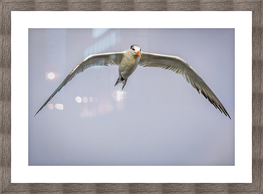 Store Dania Beach AE2A8748 Picture Frame print