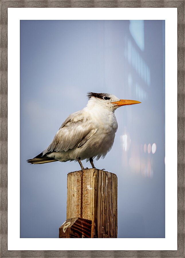 Store Dania Beach AE2A8709 Picture Frame print