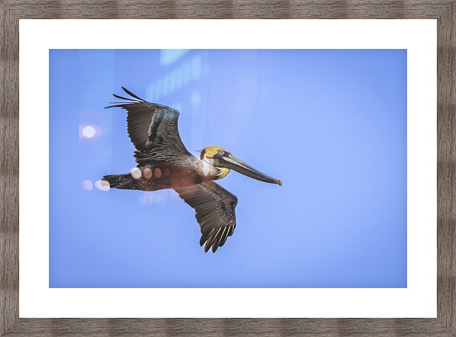 Store Dania Beach AE2A8905 Picture Frame print