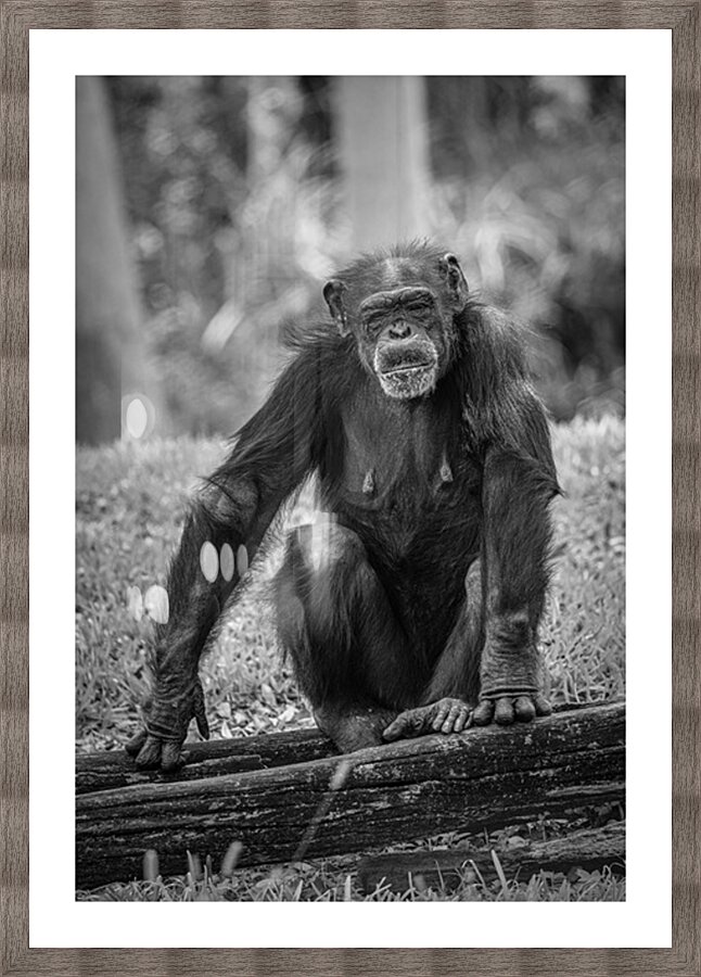 Wildlife 5 Picture Frame print