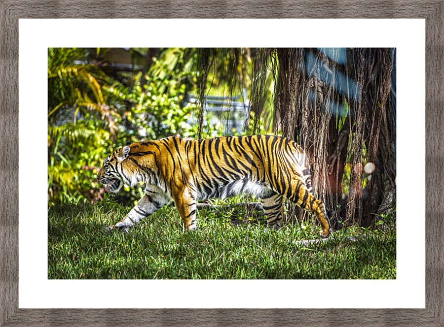 Wildlife 4 Picture Frame print