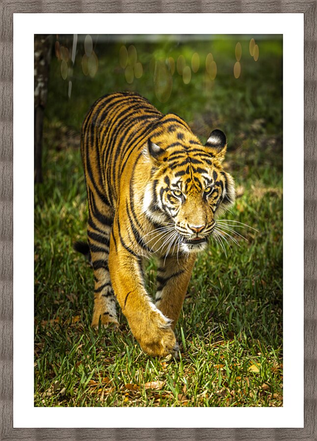Wildlife 3 Picture Frame print