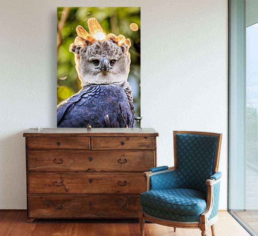 Harpy Eagle Reproduction