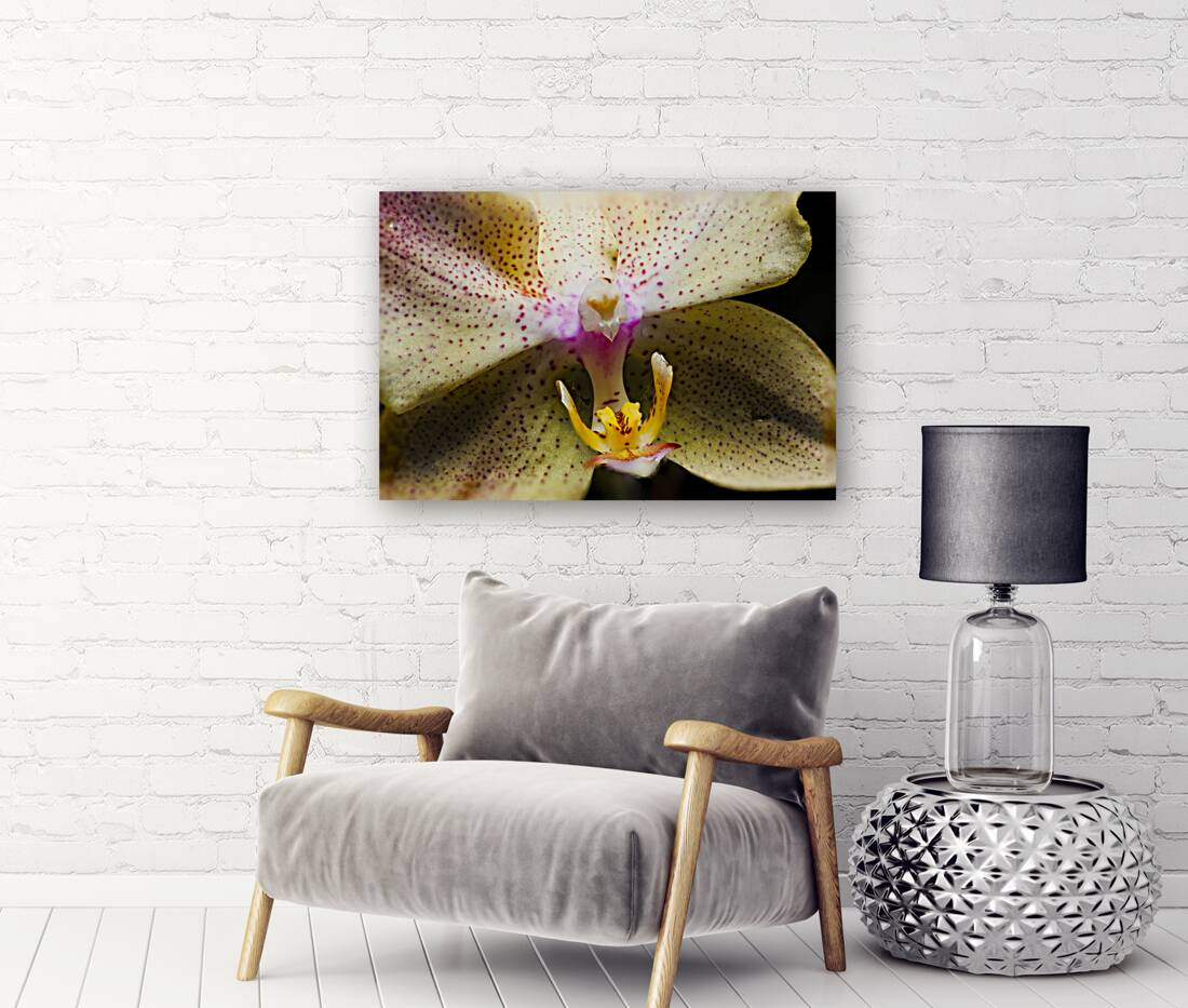 Store Macro 5L3A3617 Reproduction