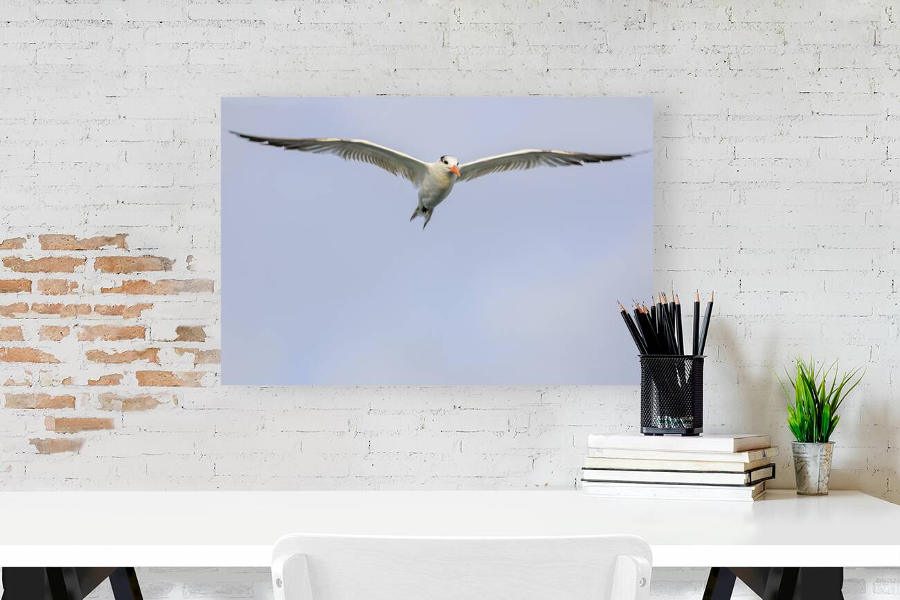 Store Dania Beach AE2A8747 Reproduction