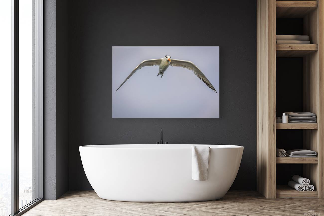 Store Dania Beach AE2A8748 Reproduction