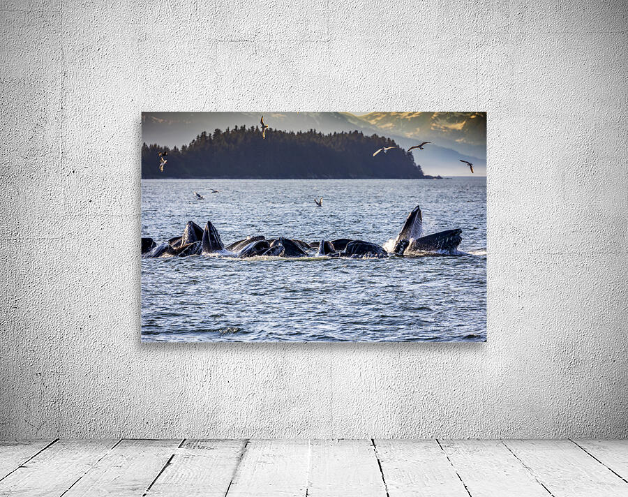 Alaska Whales Wall Preview