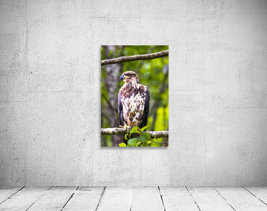 Alaska Juvenile Eagle Wall Preview