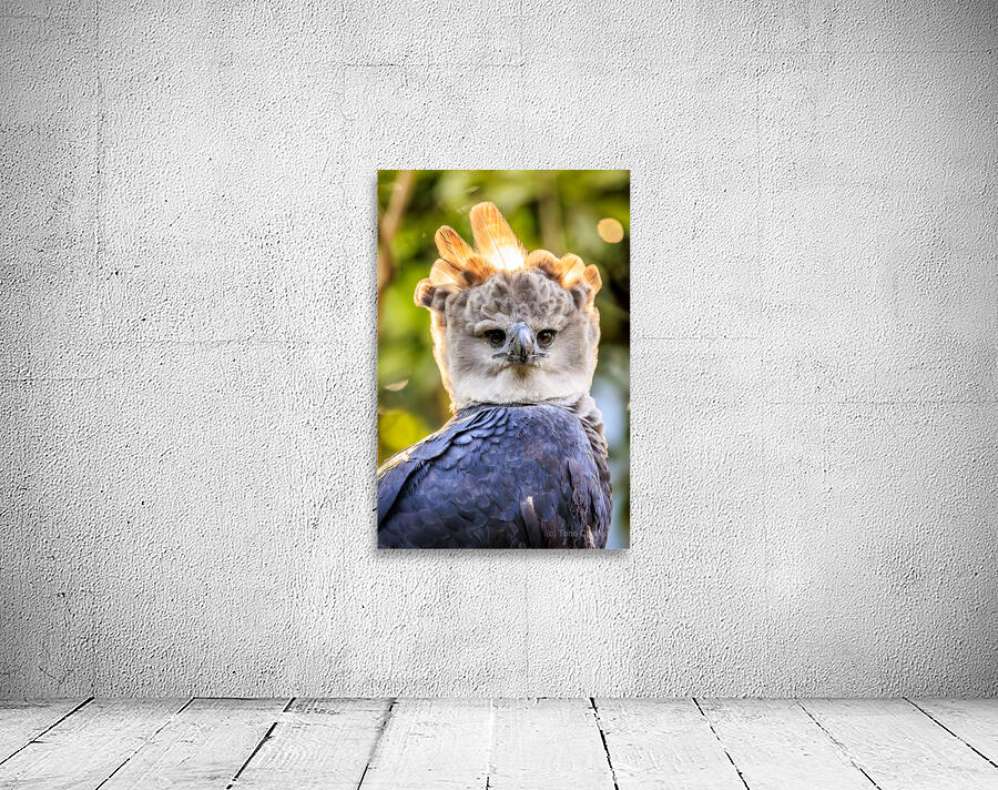 Harpy Eagle Wall Preview