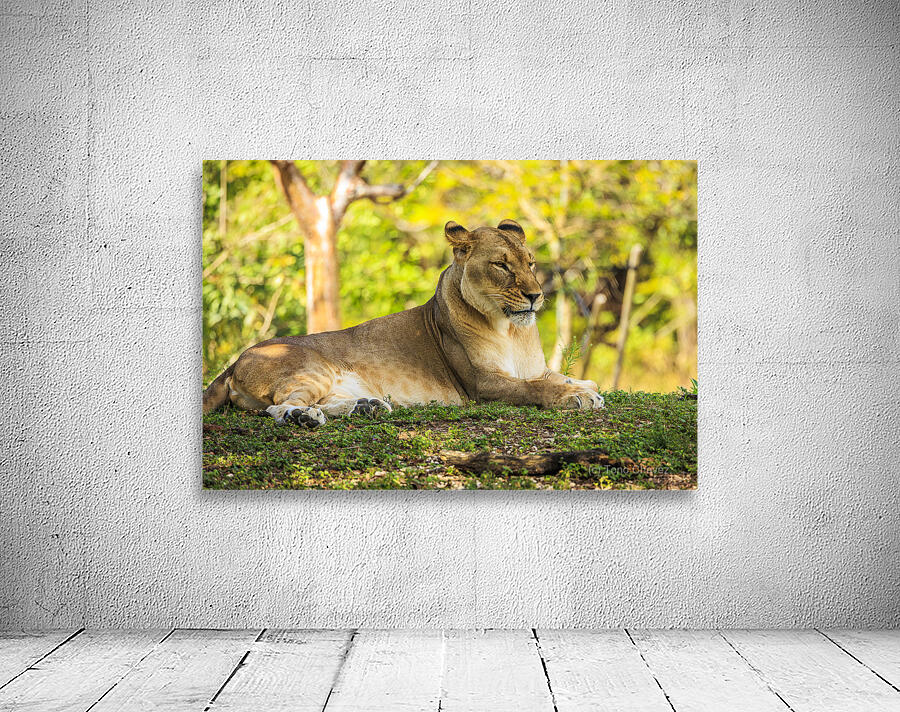 Lioness Wall Preview