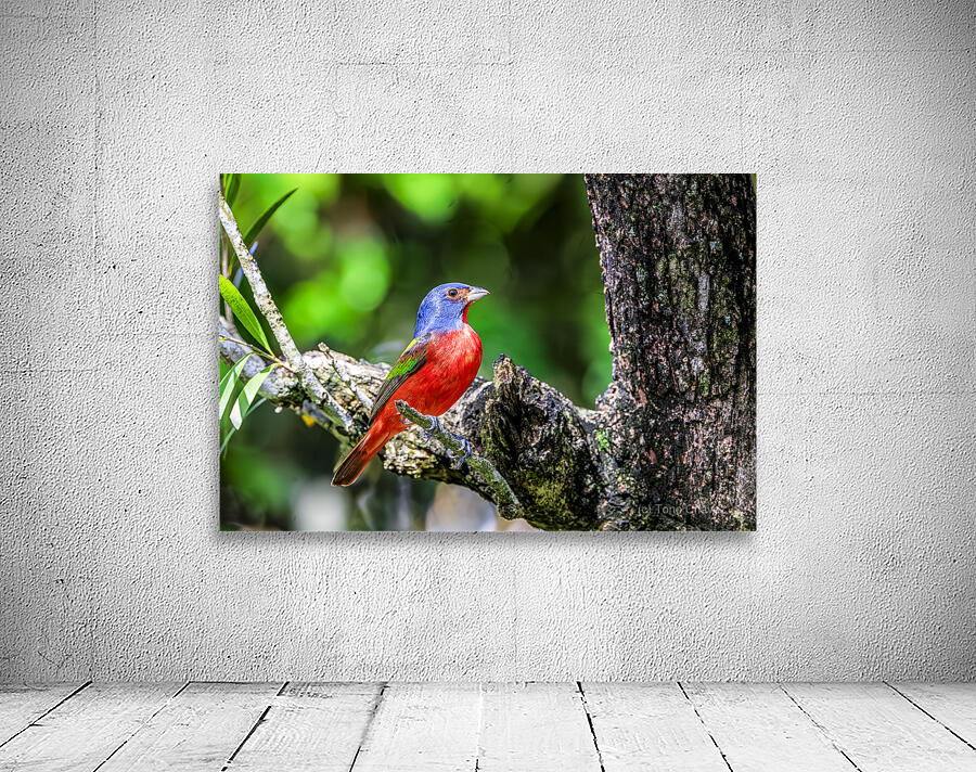 Painted bunting Wall Preview