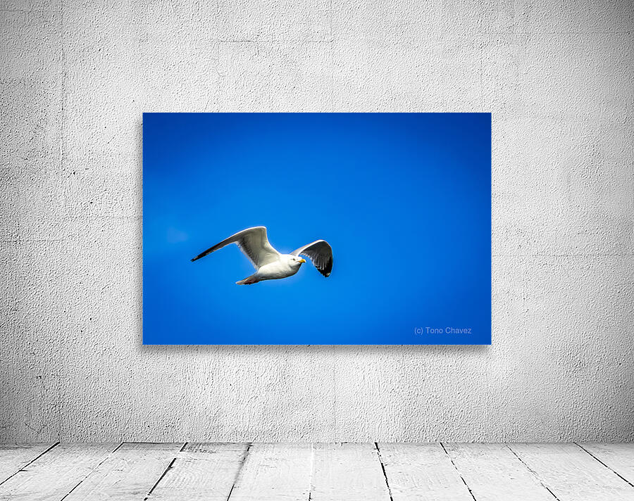 Store Alaska5L3A7673 Wall Preview