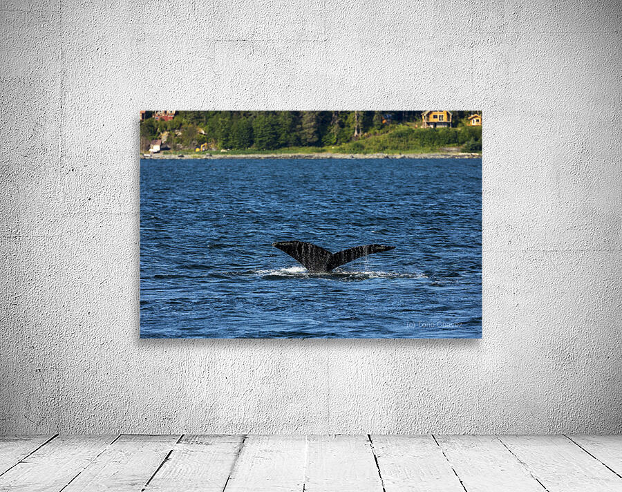 Store Alaska5L3A7652 Wall Preview