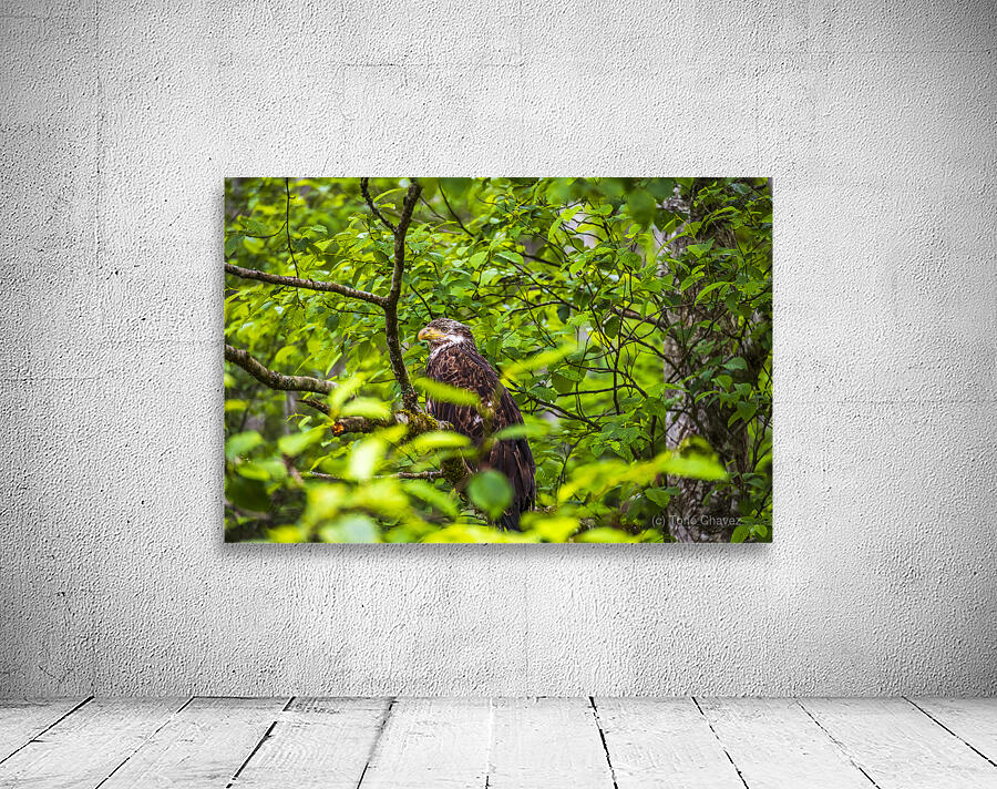 Store Alaska5L3A8248 Wall Preview