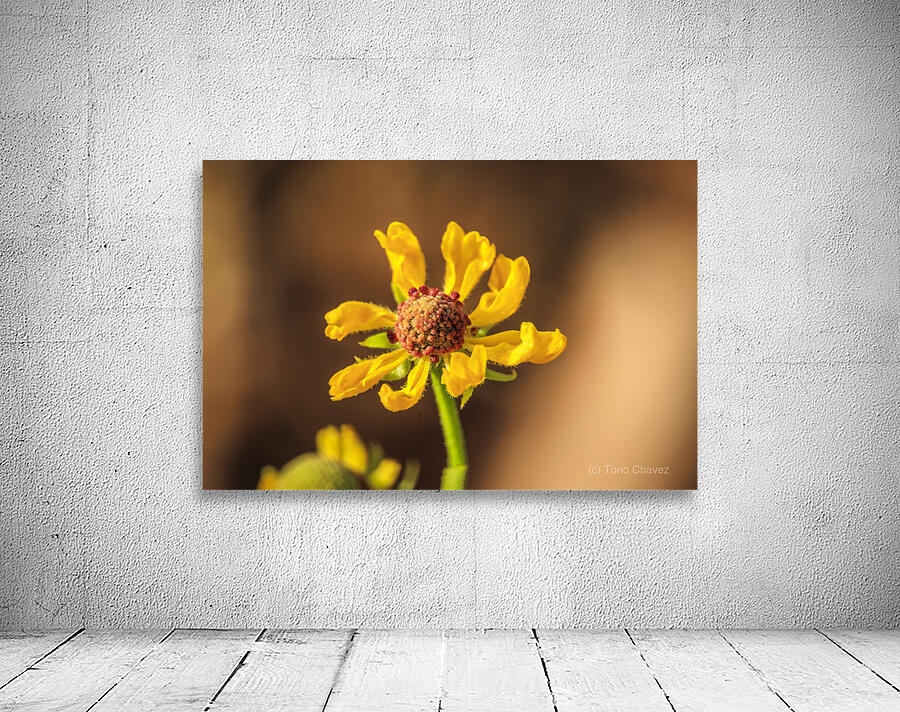 Store Georgia 5L3A0133 Wall Preview