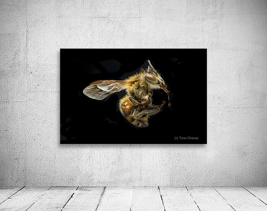 Store Macro 5L3A2775 Wall Preview