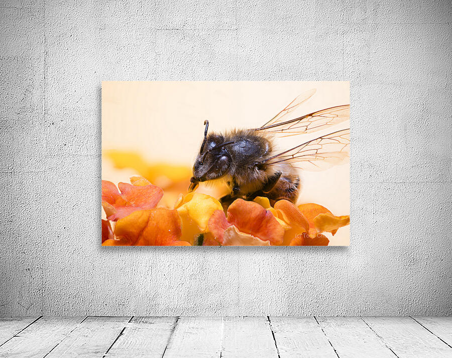 Store Macro 2024 06 16 Wall Preview