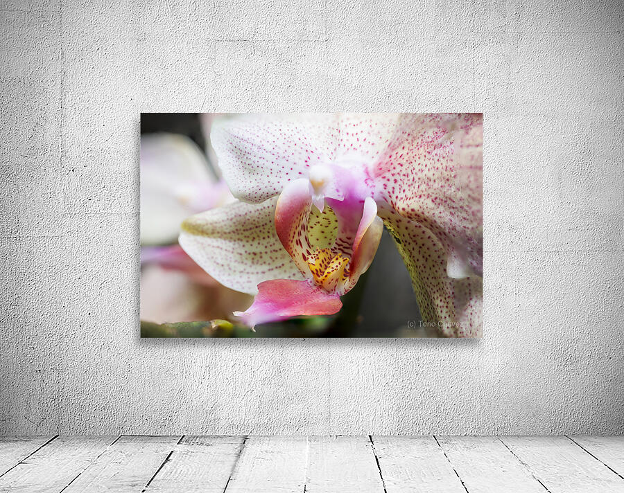 Store Macro 5L3A3626 Wall Preview