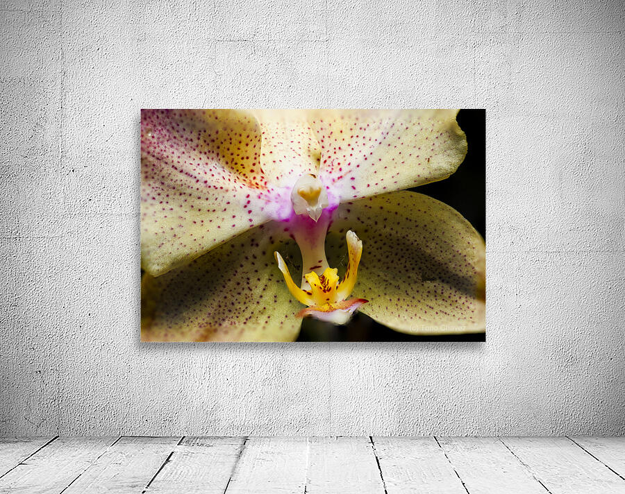 Store Macro 5L3A3617 Wall Preview