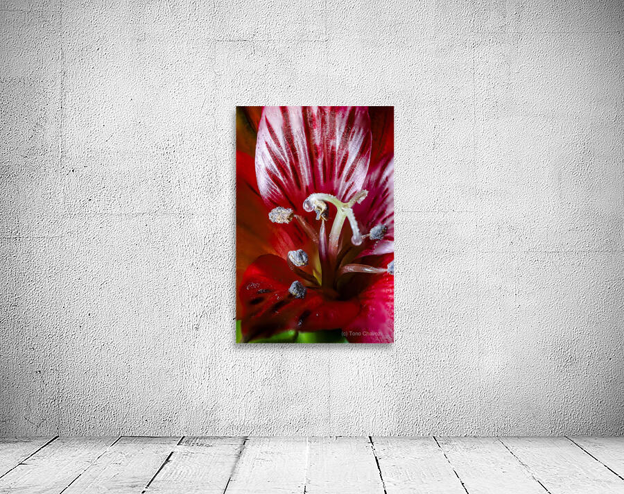 Store Macro 5L3A3662 Wall Preview