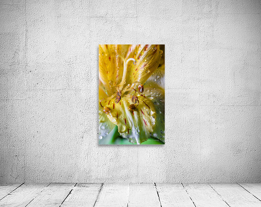 Store Macro 5L3A3699 Wall Preview