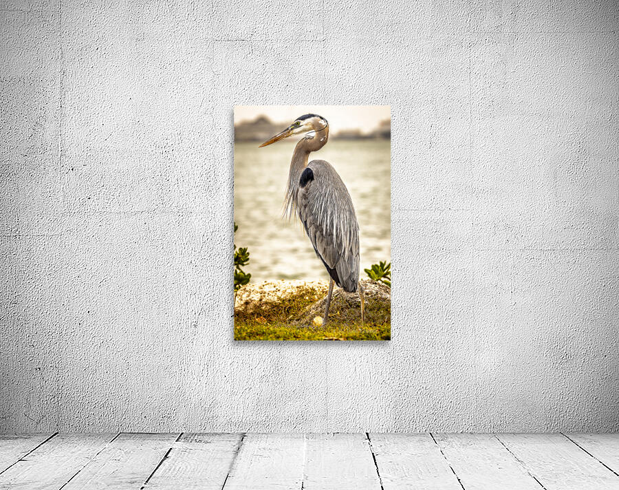 Store Key Biscayne AE2A9016 Wall Preview