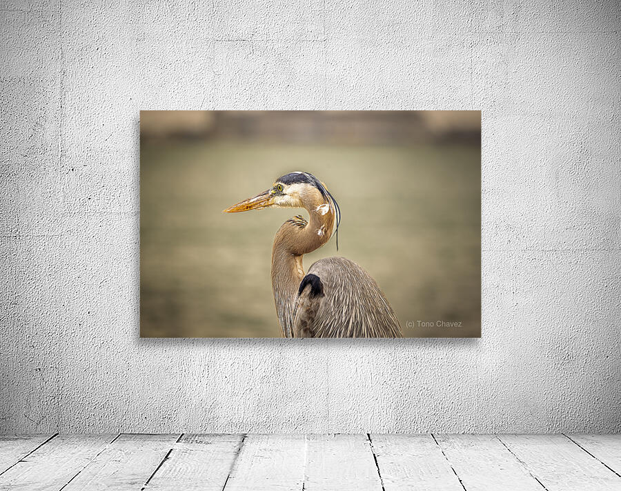 Store Key Biscayne AE2A9010 Wall Preview