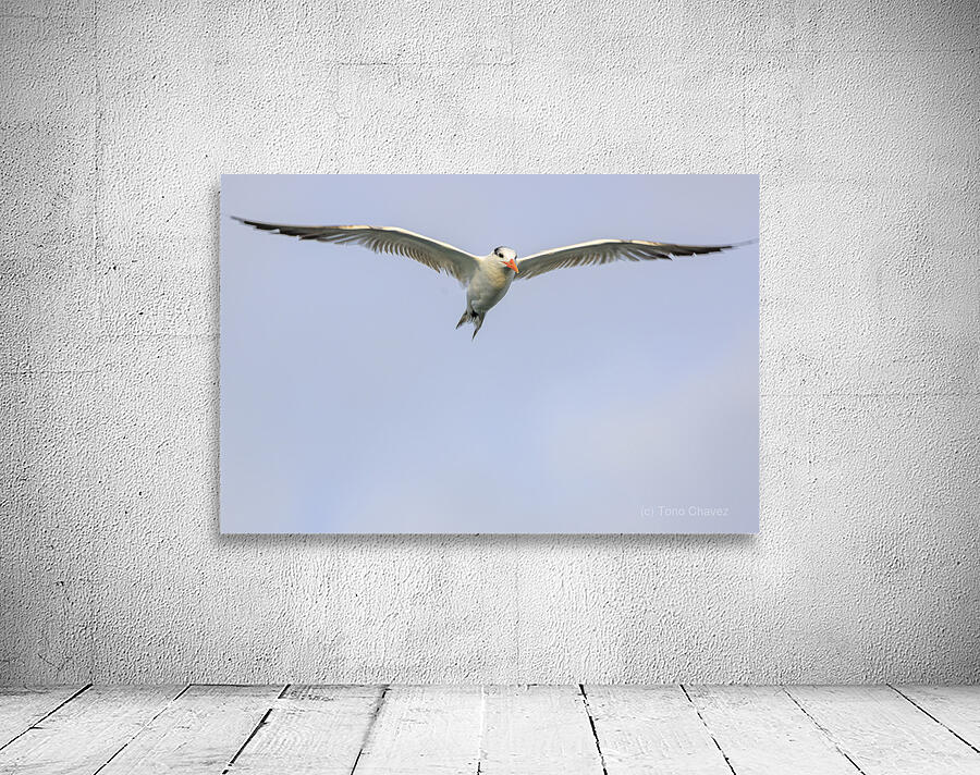 Store Dania Beach AE2A8747 Wall Preview