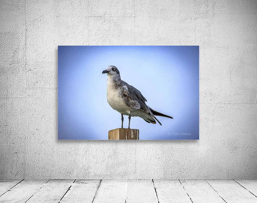 Store Dania Beach AE2A8868 Wall Preview