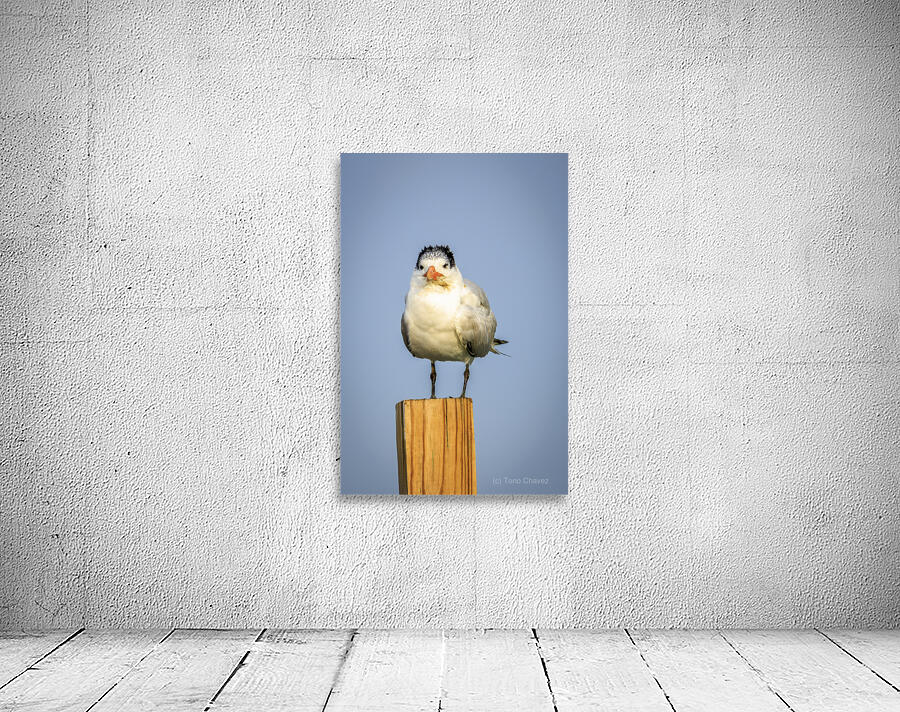 Store Dania Beach AE2A8826 Wall Preview