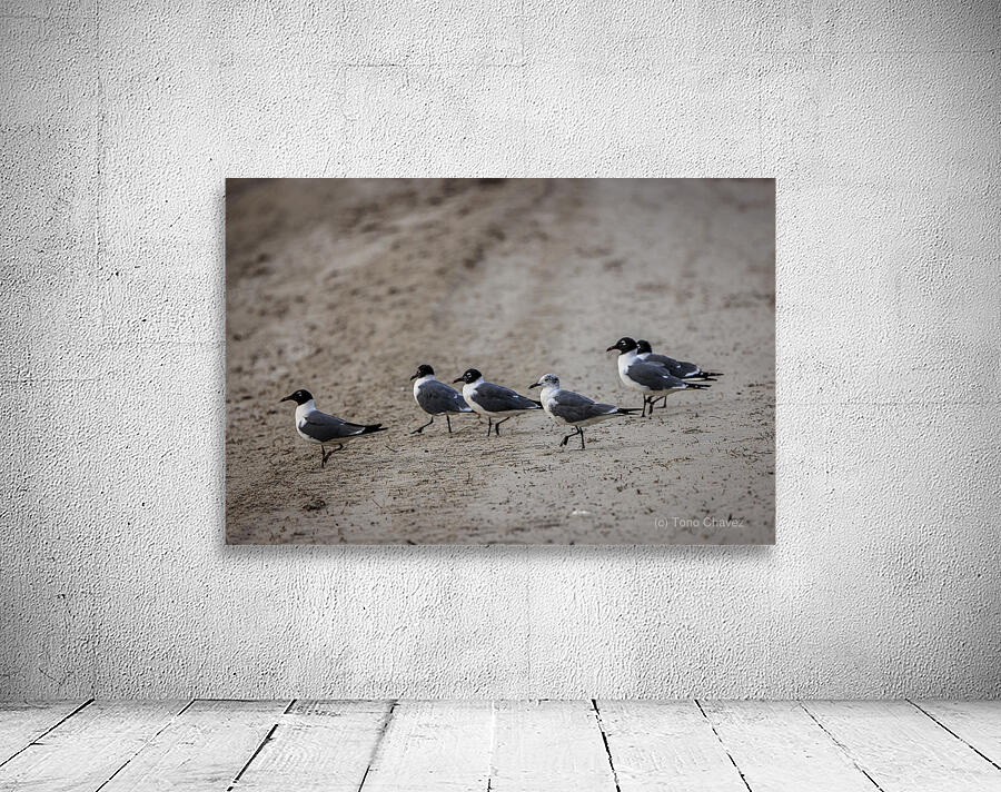 Store Dania Beach AE2A8947 Wall Preview