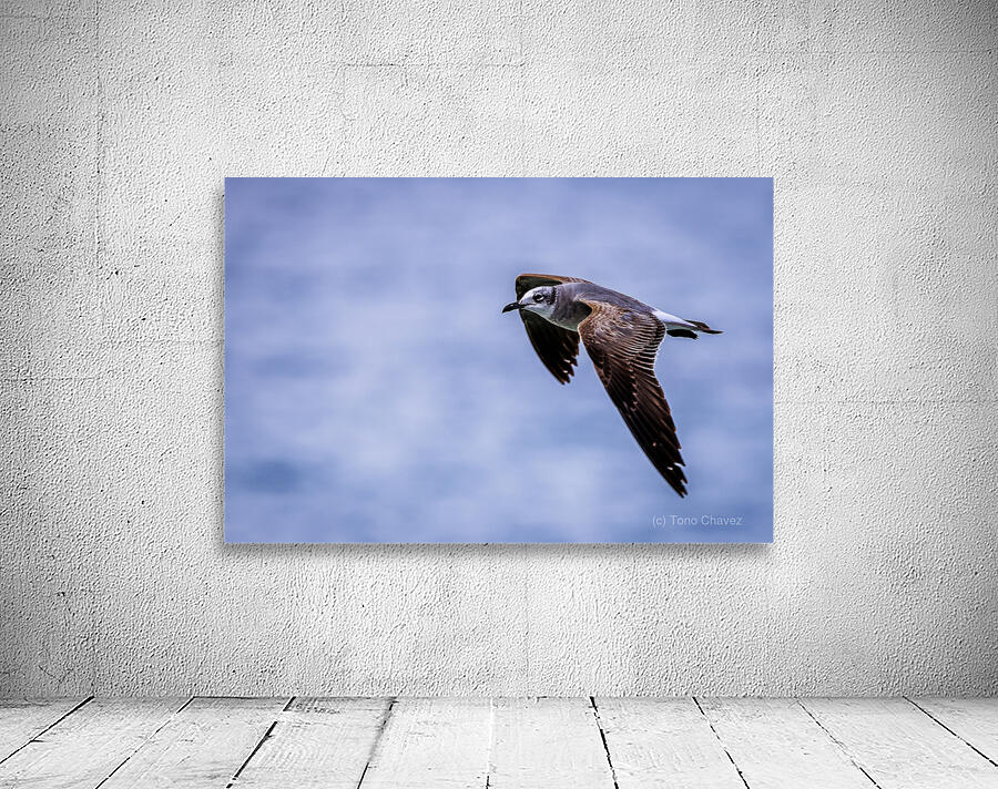 Store Dania Beach AE2A8885 Wall Preview