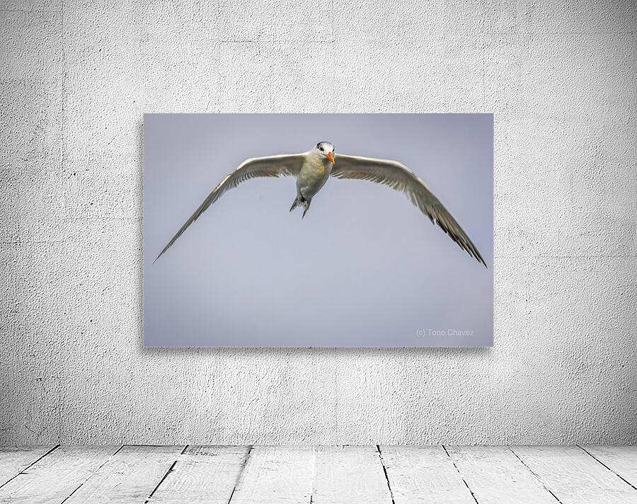 Store Dania Beach AE2A8748 Wall Preview