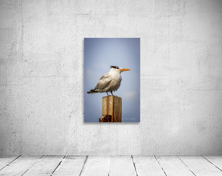 Store Dania Beach AE2A8709 Wall Preview