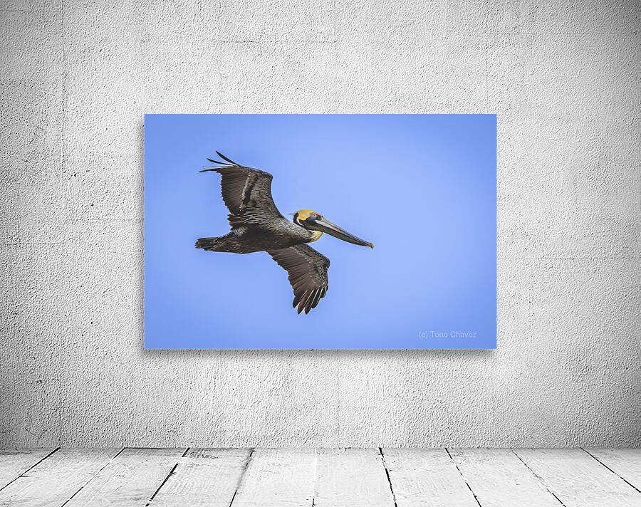 Store Dania Beach AE2A8905 Wall Preview