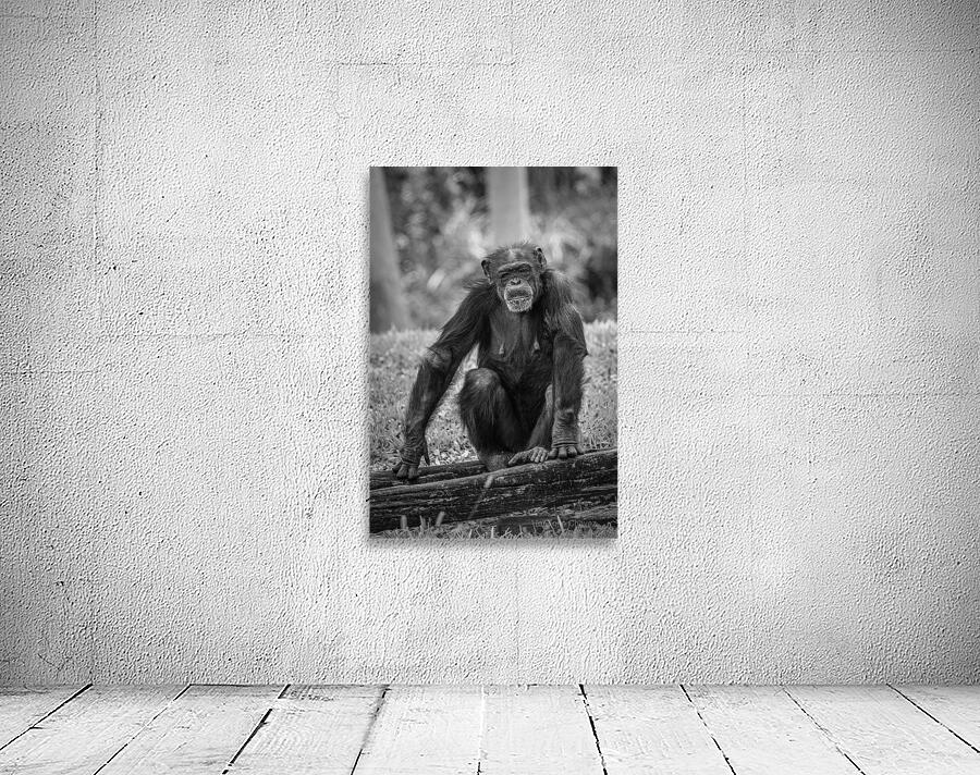 Wildlife 5 Wall Preview